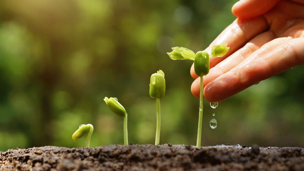 seedlings growing in a garden