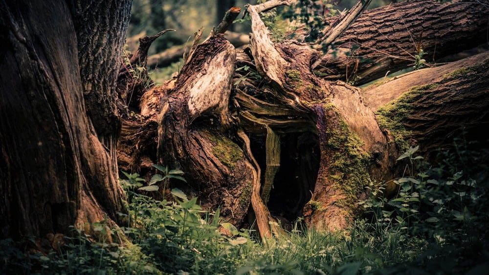 Den of a solitary faery