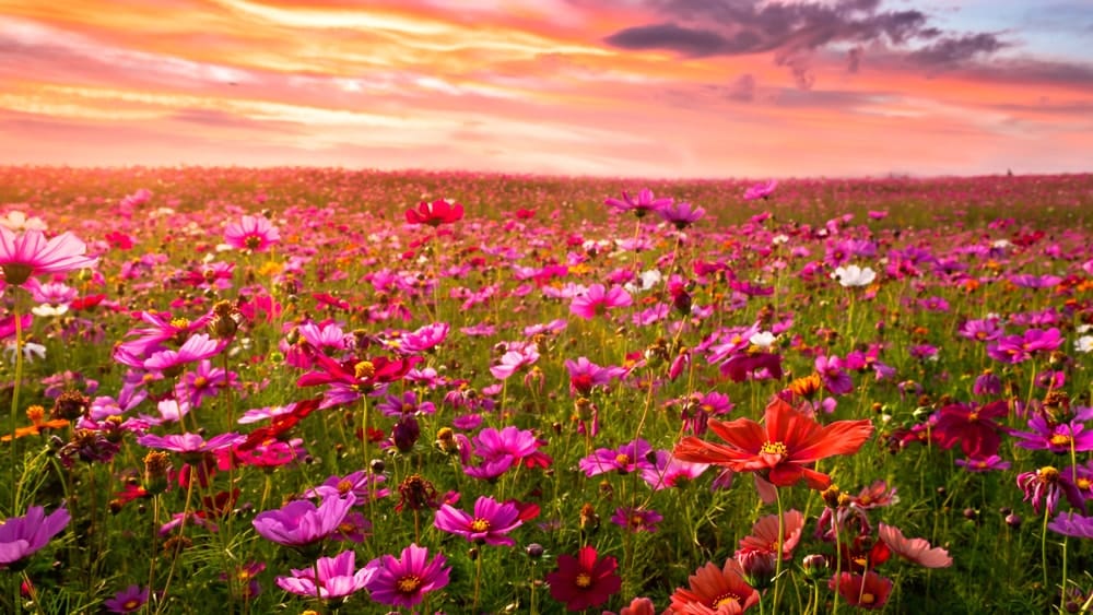 a beautiful field of flowers during a sunset