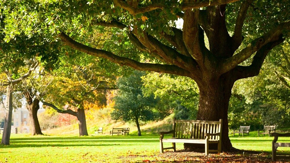 a park bench under the shade of a large tree