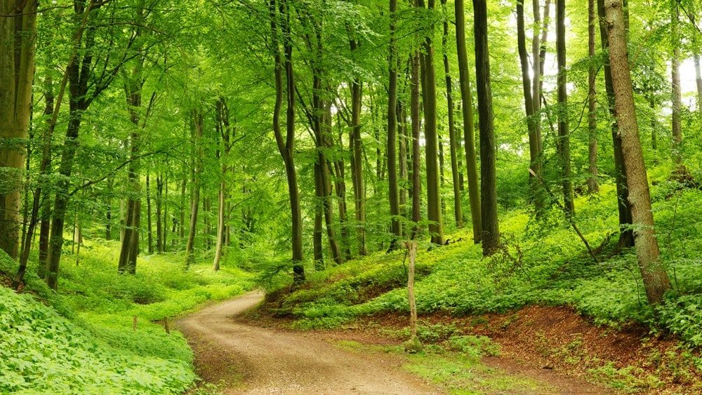 a path through the forest