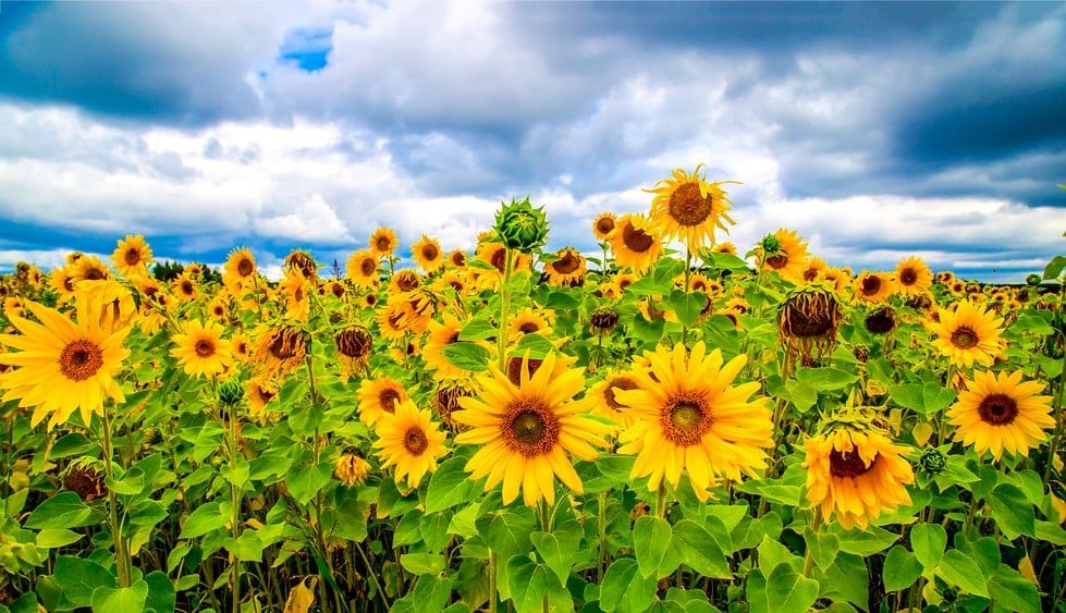 a field of sunflowers