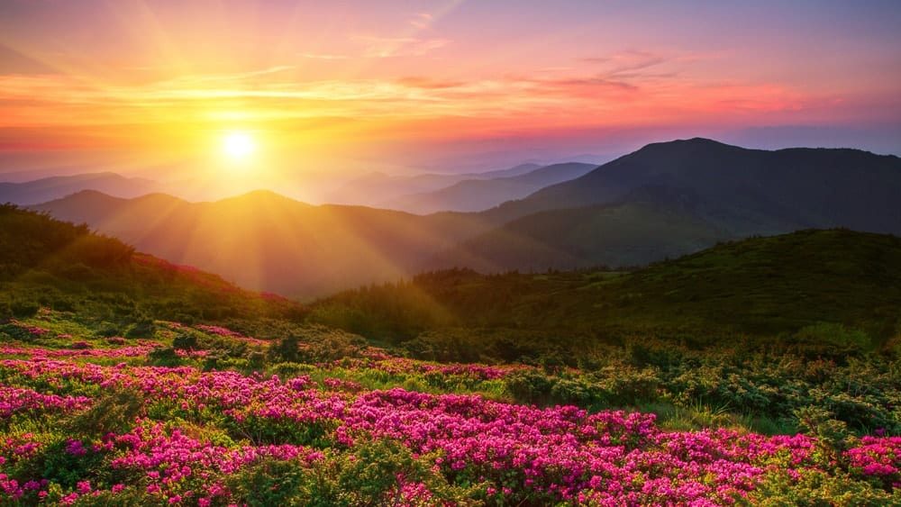 the sun setting over a stunning meadow of flowers amongst a mountain range