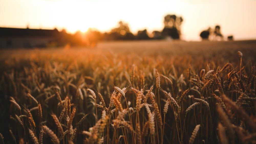 A field of grain at sunset