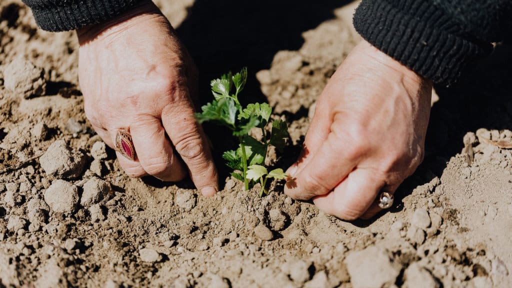 A woman planting parsley