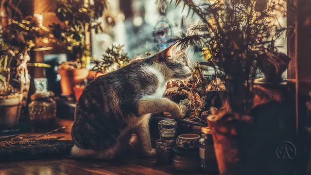 Cozy Cat