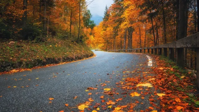 Fall Road