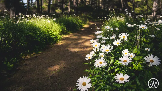 Forest Path