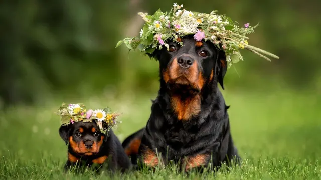 Summer Dogs