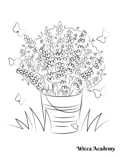 Lavender