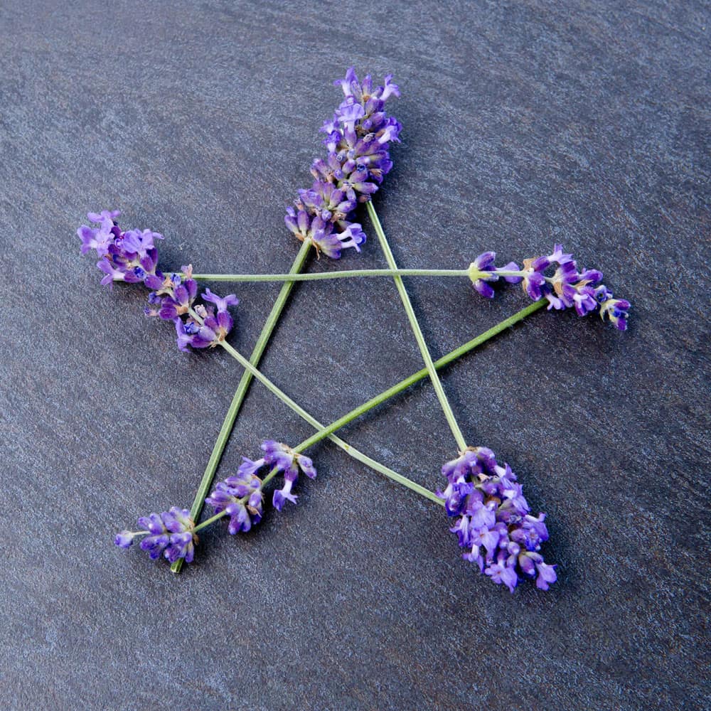 A pentagram made of lavender flowers