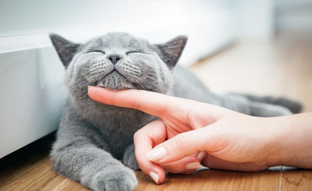 Adorable gray cat getting attention from their owner