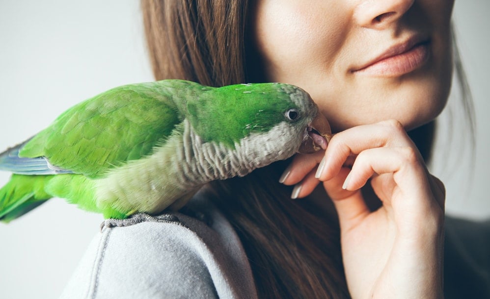 Quaker parrot, also known as monk parakeet, on their owner's shoulder