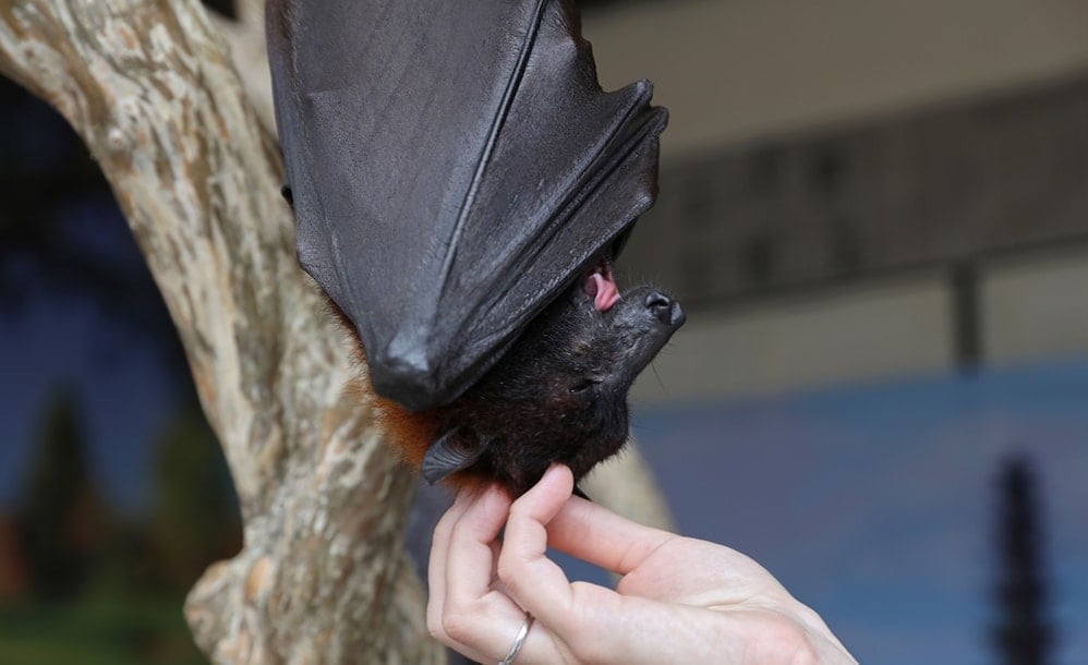 Flying fox bat hanging upside down