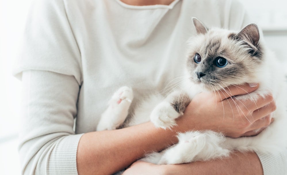 White fluffy Birman kitty in their owner's arms