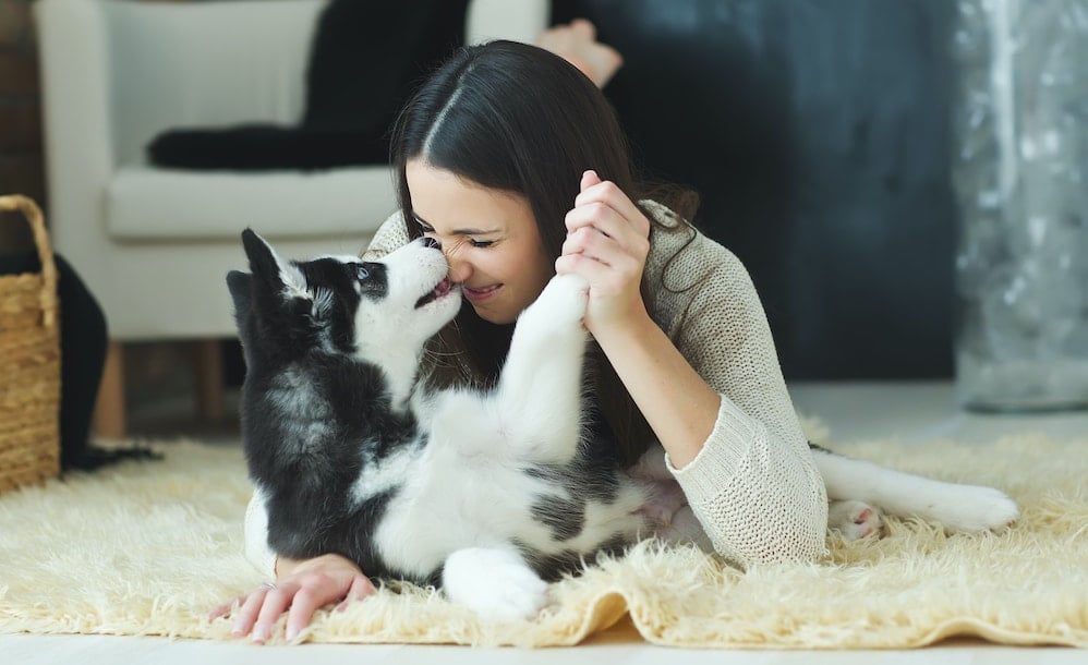 Adorable husky playing with its owner