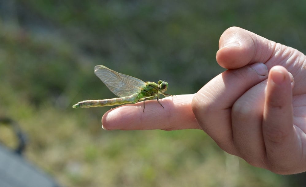 Green dragonfly perched on a person's finger