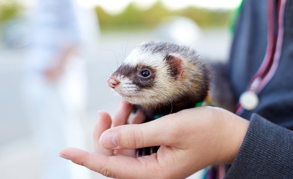 Ferret sitting in a person's palm