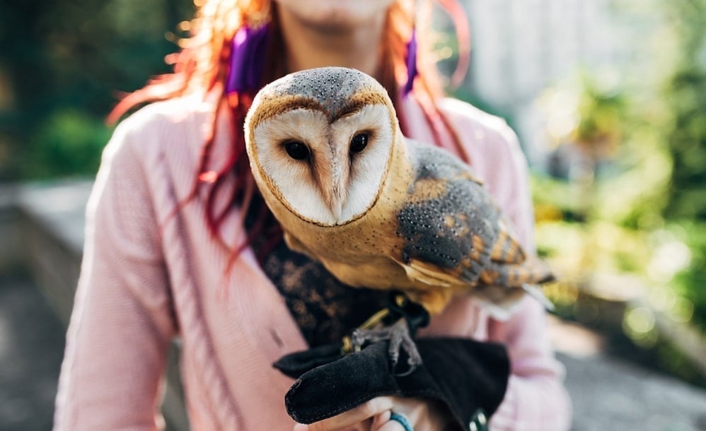 Barn owl perched on a hand