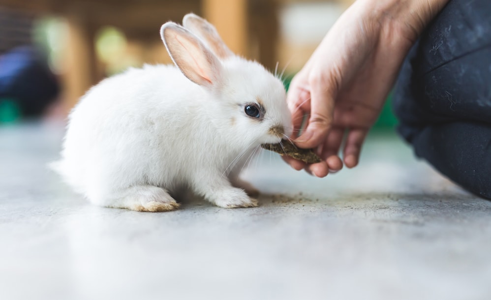 White rabbit being hand fed