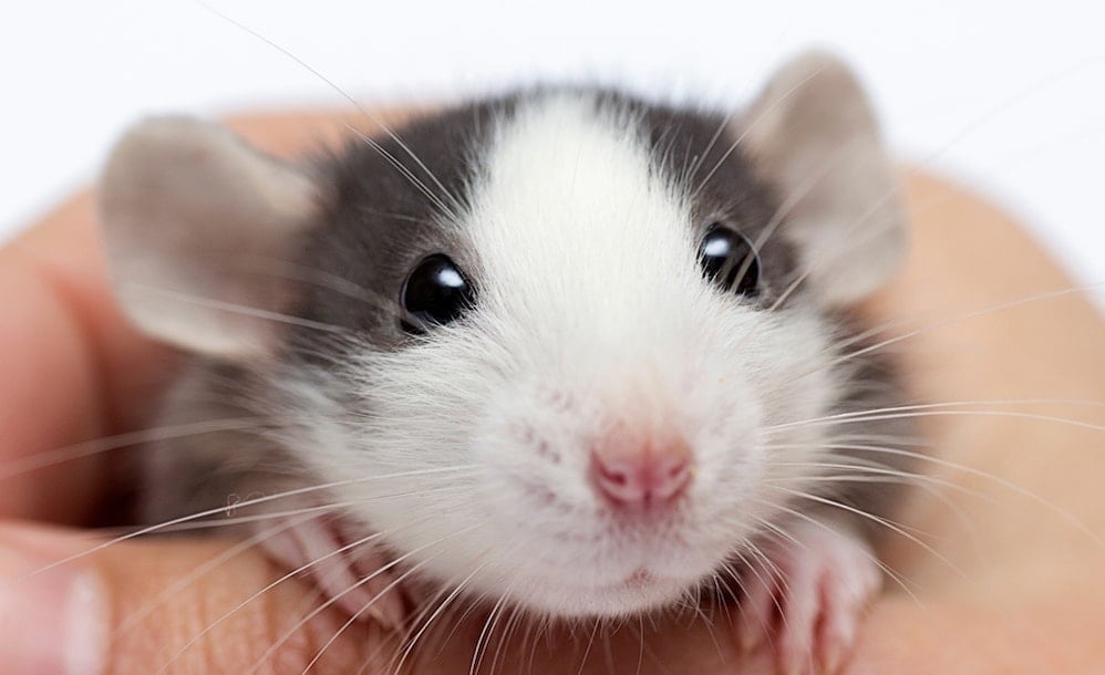 Cute mouse in a person's hand