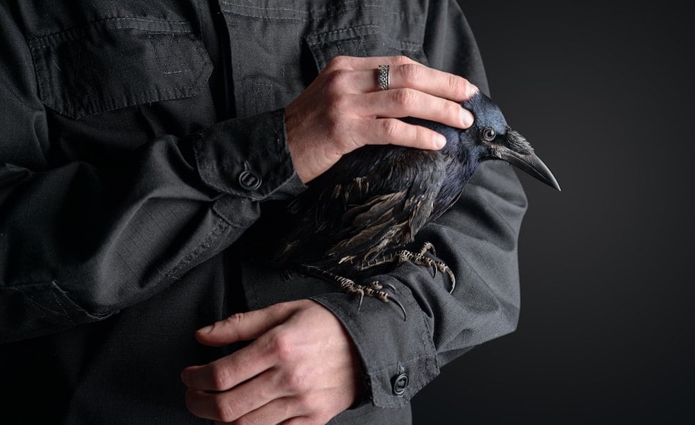 Raven perched on a man's arm