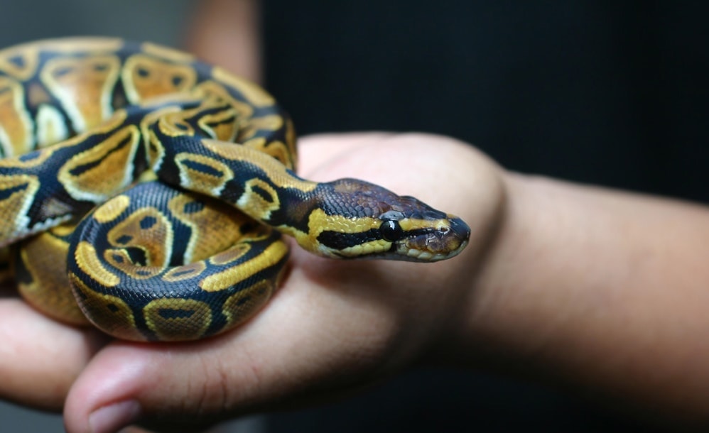 Ball python in a person's hand