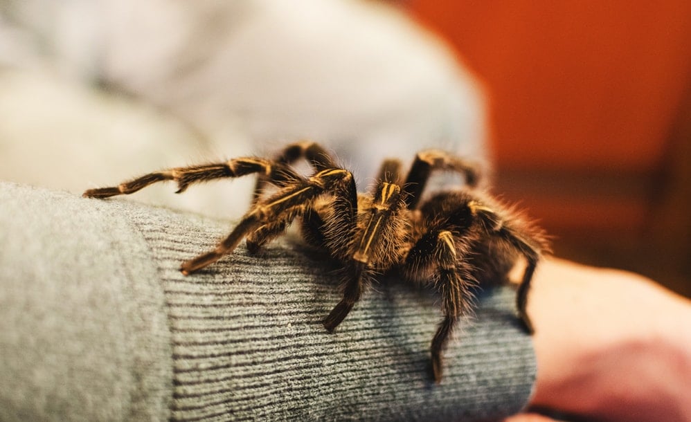 Pet tarantula on a person's arm