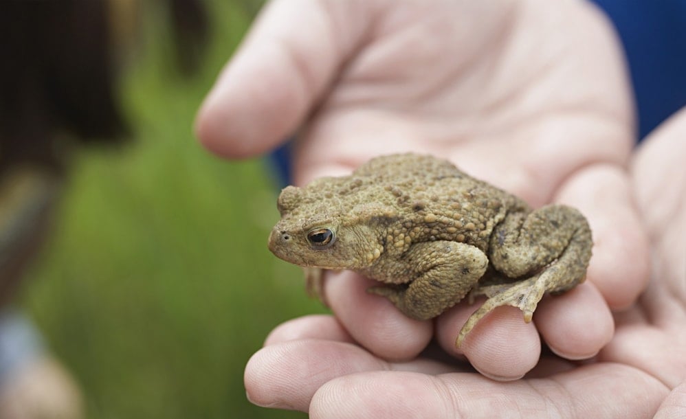 Toad in a person's hands