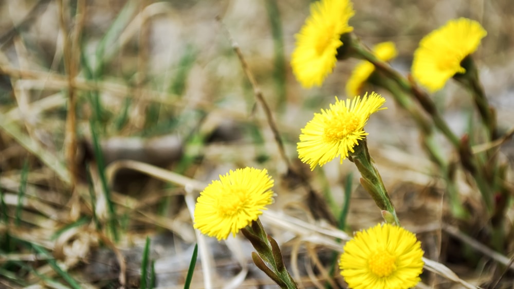 Coltsfoot flowers