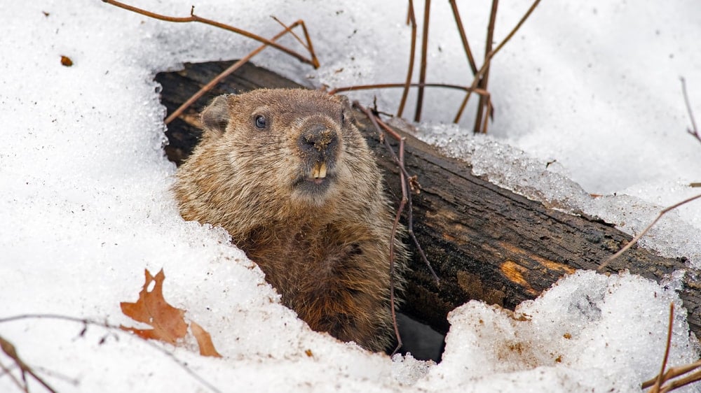 a groundhog emerging from its burrow in Spring