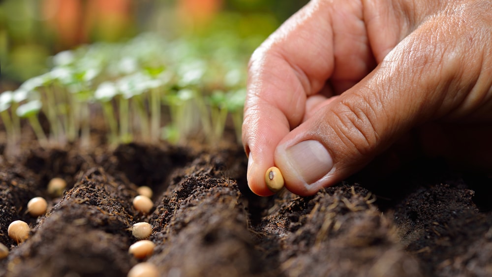 Planting seeds