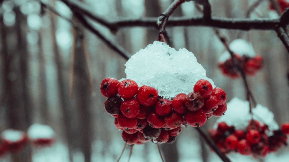 A snow covered bunch of Rowan tree berries