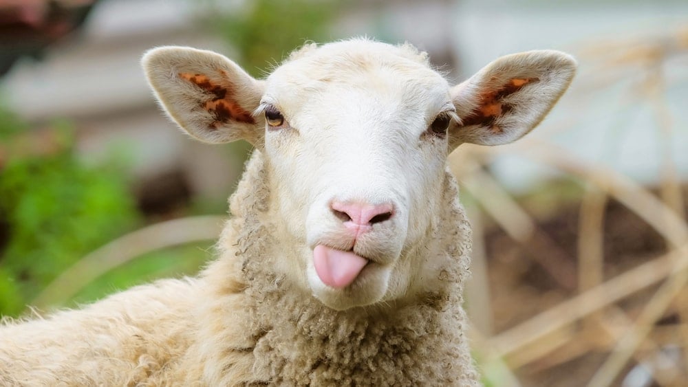 A sheep sticking its tongue out