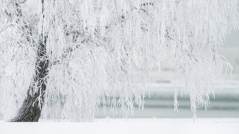 A snow covered willow tree