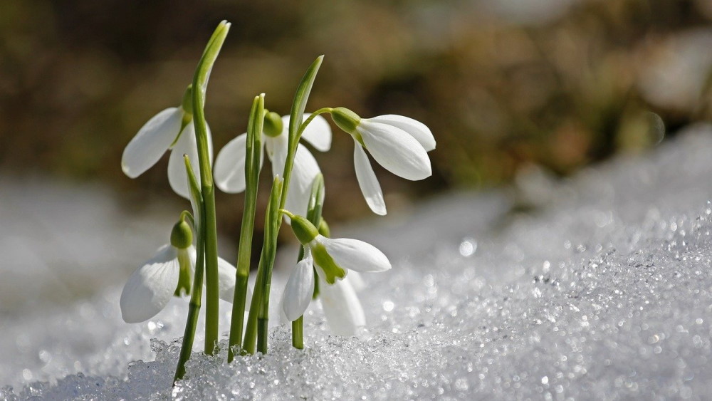 Snowdrop flowers emerging from the snow in Spring