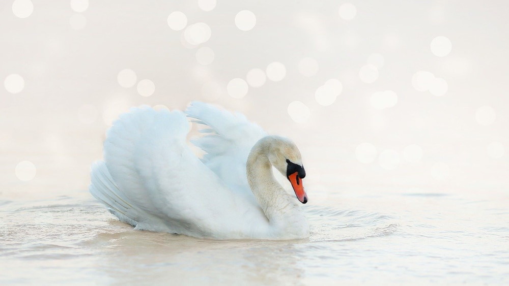 A beautiful swan with a glowing white background