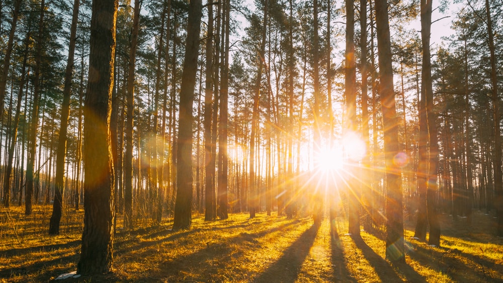 Dawn in a forest