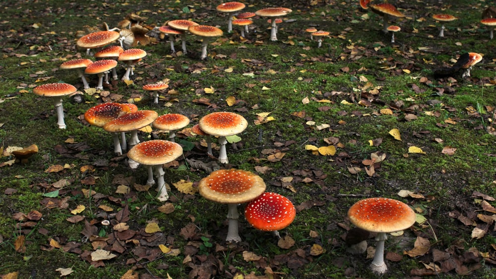 A faery circle of Amanita mushrooms