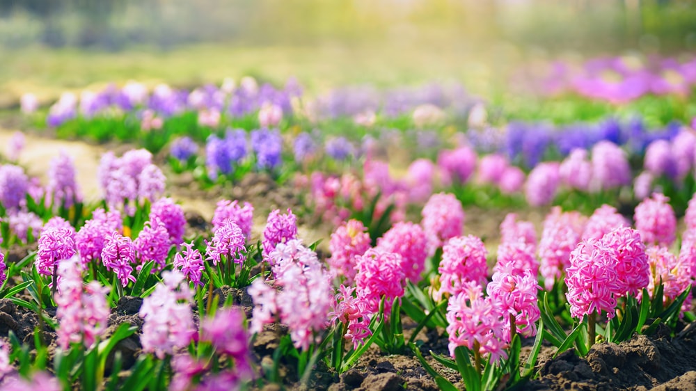 Fresh springtime flowers