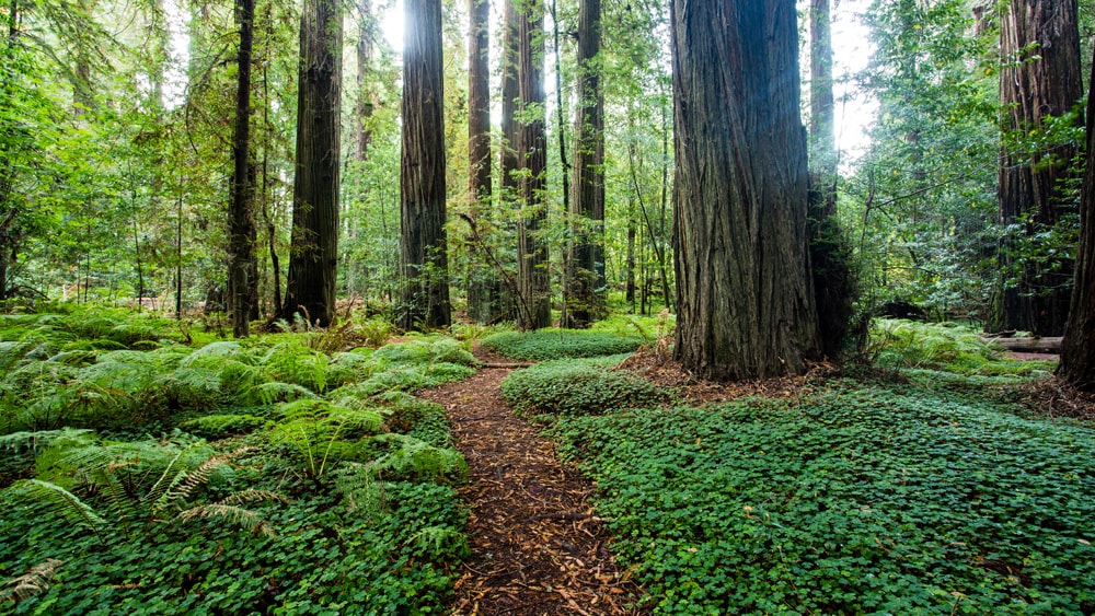 A path through the forest