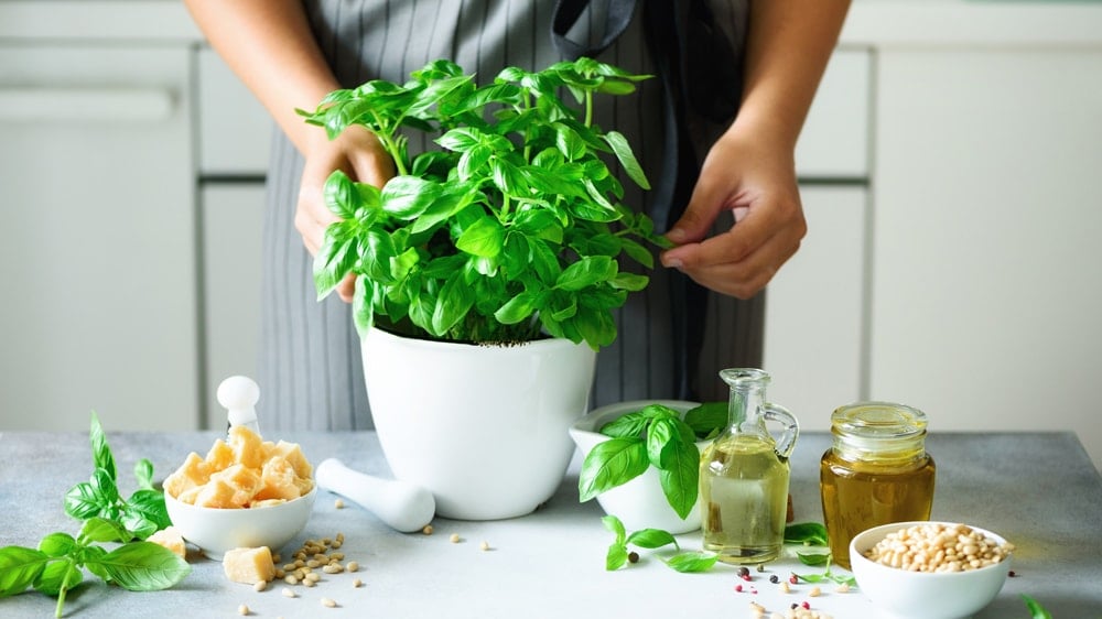 A basil pant in a planter with chunks of parmesan cheese, pine nuts, and olive oil on the counter