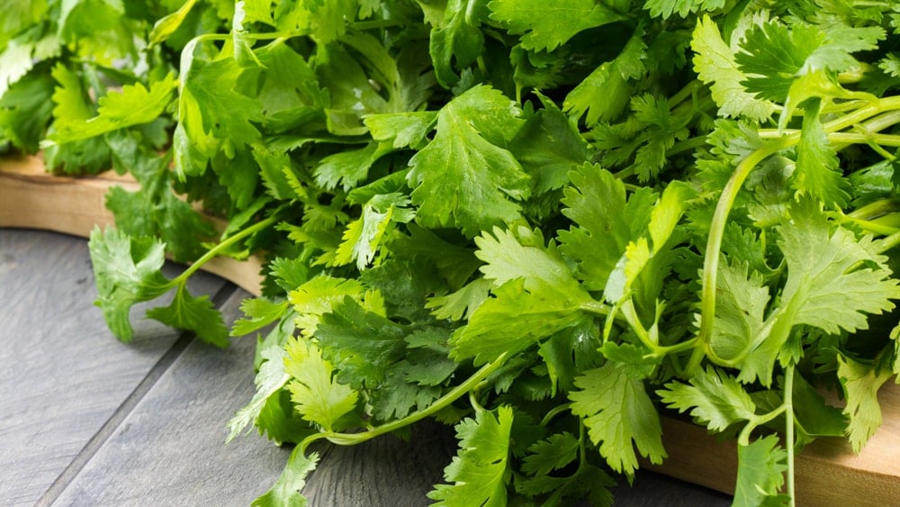 Fresh cilantro on a cutting board