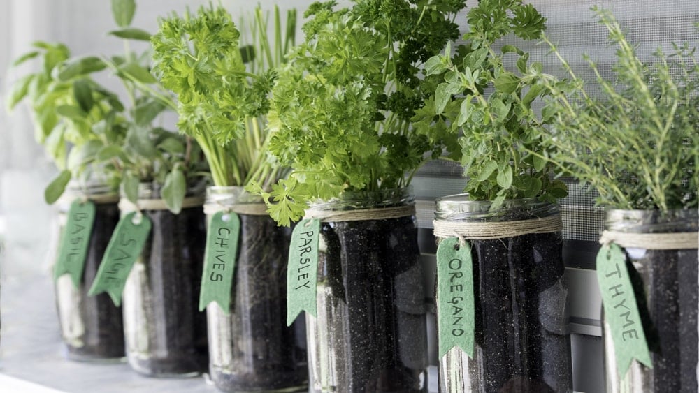 Glass jar planters filled with growing herbs, each labelled with their name