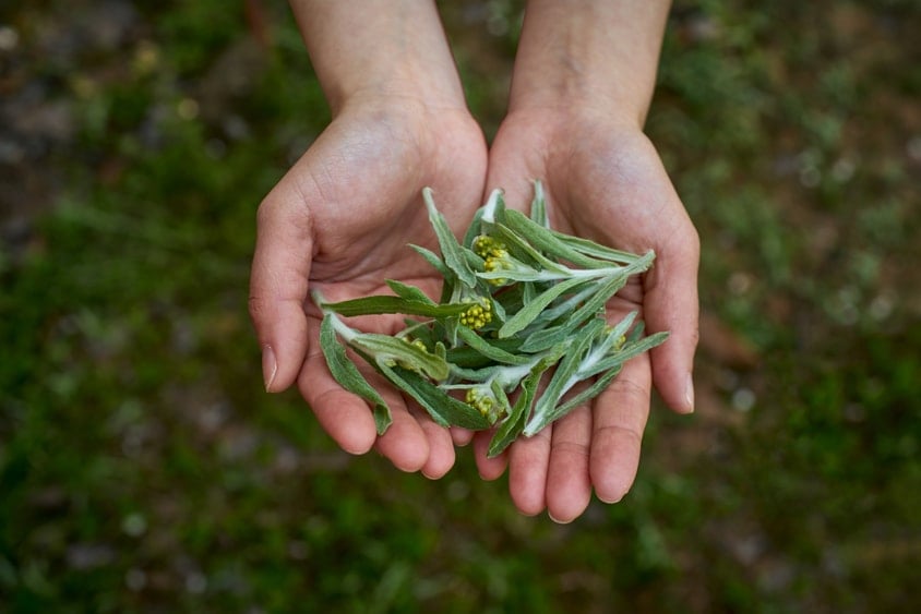 Cupped hands holding fresh mugwort leaves and seeds