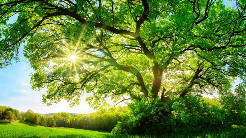 Wiccan Holidays - Litha - Wicca Academy