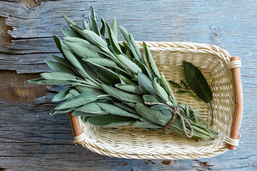 A bundle  of fresh sage in a wicker basket