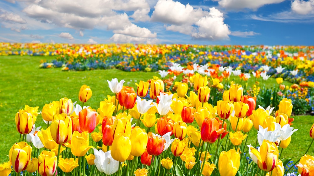 A field of blooming tulips