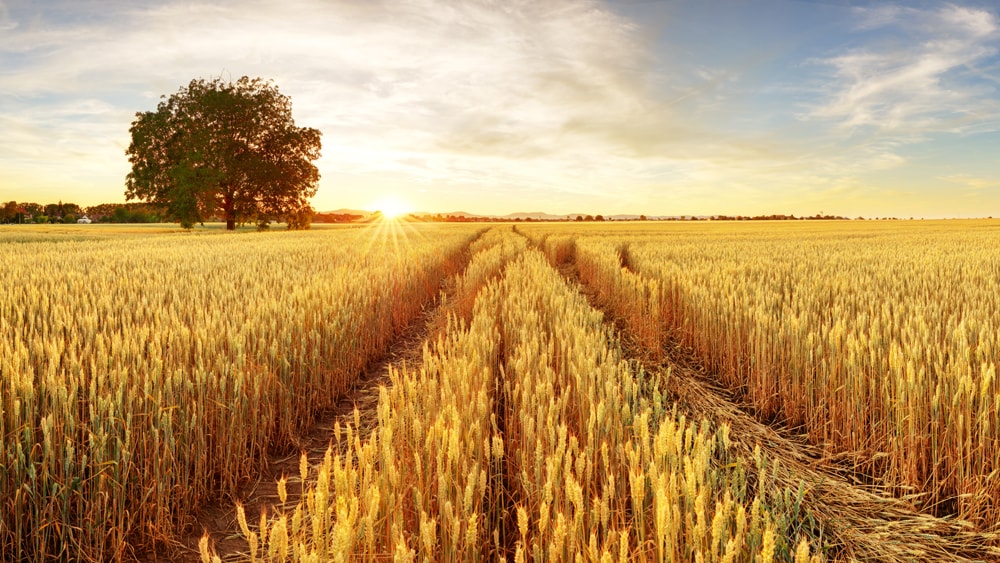 The sun rising over a field of wheat in late summer