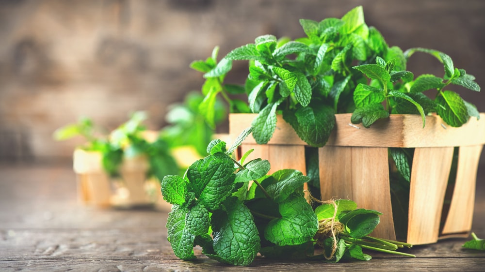 A basket of Mint